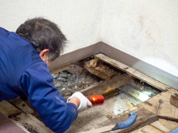 Best Professional Mold Removal  in Merrifield, VA