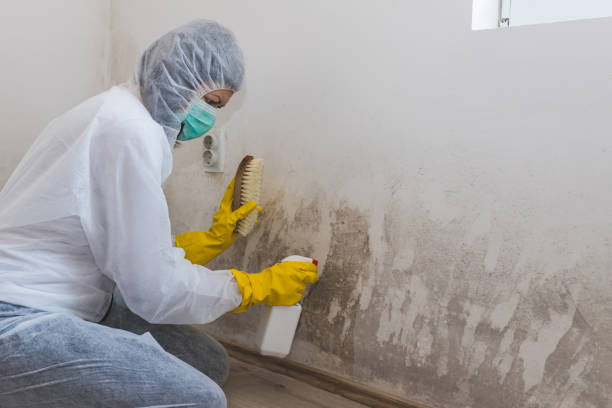 Best Certified Mold Removal  in Merrifield, VA