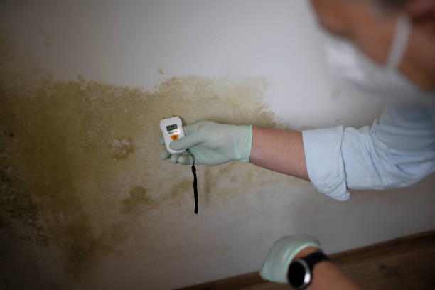 Best Attic Mold Removal  in Merrifield, VA