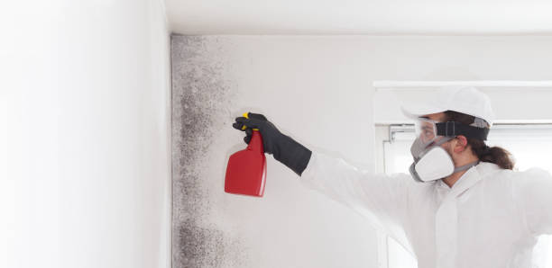 Best Office Mold Removal Services  in Merrifield, VA