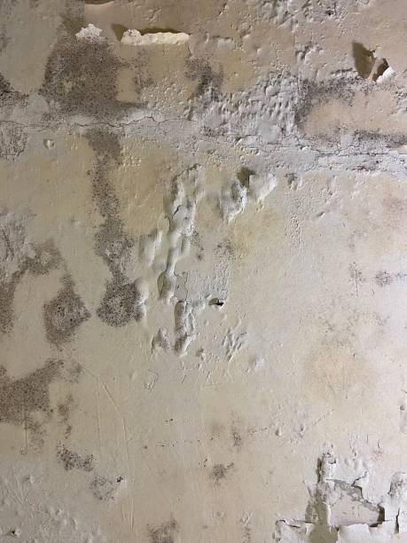 Mold Testing and Removal in Merrifield, VA