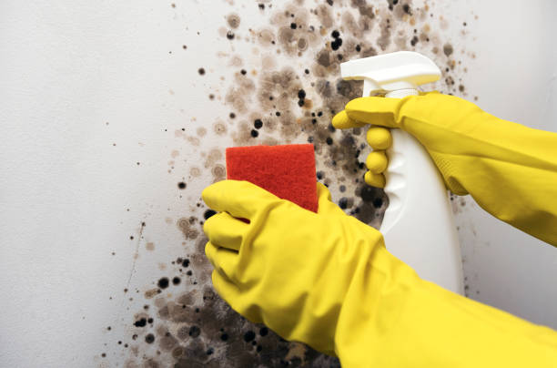 Best Emergency Mold Removal  in Merrifield, VA