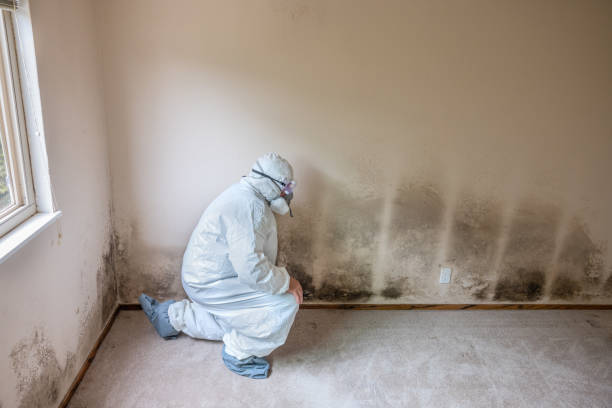 Best Local Mold Removal Service  in Merrifield, VA