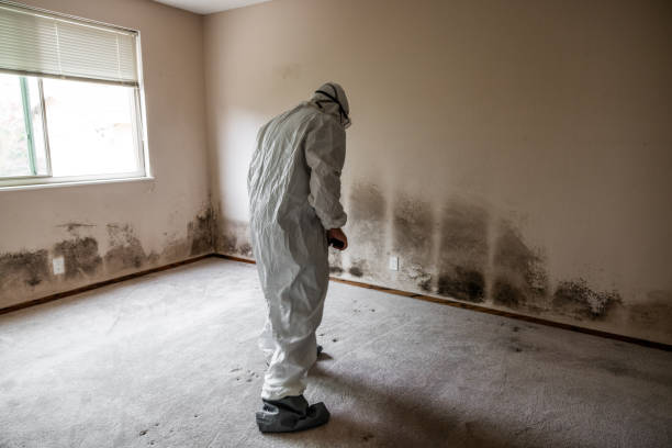 Best Fast Mold Removal  in Merrifield, VA