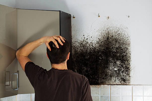 Best Mold Remediation  in Merrifield, VA