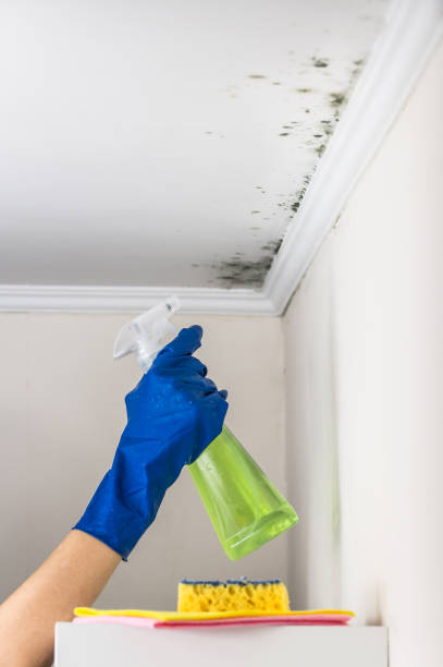 Best Crawl Space Mold Removal  in Merrifield, VA