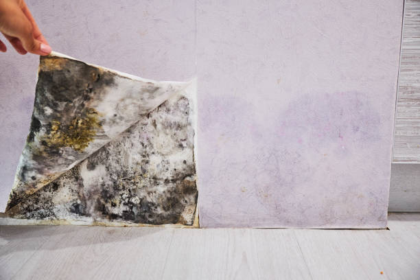 Best Certified Mold Removal  in Merrifield, VA